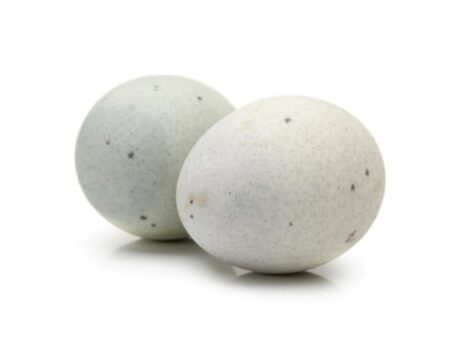 Duck Eggs x 6 Units