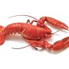 Fresh Live Lobster ~1.75kg