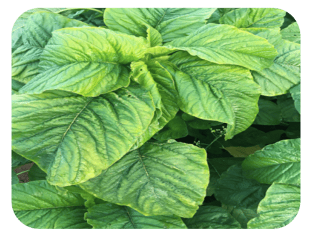 Jamaican callaloo