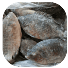 Frozen Fish