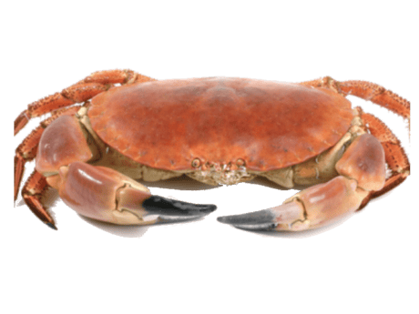 Krabba
